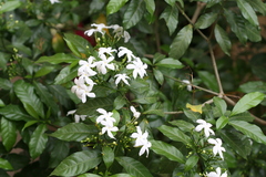 Tabernaemontana divaricata